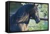 Peruvian Paso Stallion by Fence-DLILLC-Framed Stretched Canvas