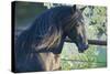 Peruvian Paso Stallion by Fence-DLILLC-Stretched Canvas