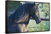 Peruvian Paso Stallion by Fence-DLILLC-Framed Stretched Canvas