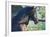 Peruvian Paso Stallion by Fence-DLILLC-Framed Photographic Print