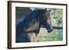 Peruvian Paso Stallion by Fence-DLILLC-Framed Photographic Print