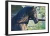 Peruvian Paso Stallion by Fence-DLILLC-Framed Photographic Print