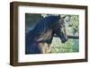 Peruvian Paso Stallion by Fence-DLILLC-Framed Photographic Print