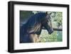 Peruvian Paso Stallion by Fence-DLILLC-Framed Photographic Print