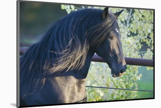 Peruvian Paso Stallion by Fence-DLILLC-Mounted Photographic Print
