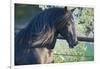 Peruvian Paso Stallion by Fence-DLILLC-Framed Photographic Print