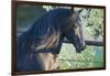 Peruvian Paso Stallion by Fence-DLILLC-Framed Photographic Print