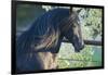 Peruvian Paso Stallion by Fence-DLILLC-Framed Photographic Print