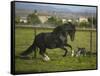 Peruvian Paso Stallion Running from Dog-DLILLC-Framed Stretched Canvas