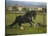 Peruvian Paso Stallion Running from Dog-DLILLC-Stretched Canvas