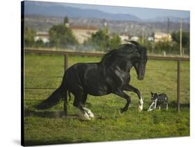 Peruvian Paso Stallion Running from Dog-DLILLC-Stretched Canvas