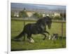 Peruvian Paso Stallion Running from Dog-DLILLC-Framed Photographic Print