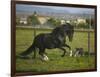 Peruvian Paso Stallion Running from Dog-DLILLC-Framed Photographic Print