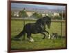 Peruvian Paso Stallion Running from Dog-DLILLC-Framed Photographic Print