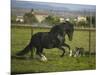 Peruvian Paso Stallion Running from Dog-DLILLC-Mounted Photographic Print