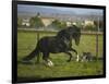 Peruvian Paso Stallion Running from Dog-DLILLC-Framed Photographic Print