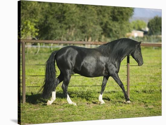 Peruvian Paso Stallion Walking by Fence-DLILLC-Stretched Canvas