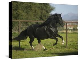 Peruvian Paso Stallion-DLILLC-Stretched Canvas