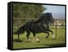 Peruvian Paso Stallion-DLILLC-Framed Stretched Canvas