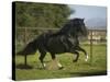 Peruvian Paso Stallion-DLILLC-Stretched Canvas