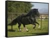 Peruvian Paso Stallion-DLILLC-Framed Stretched Canvas