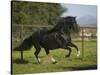 Peruvian Paso Stallion-DLILLC-Stretched Canvas