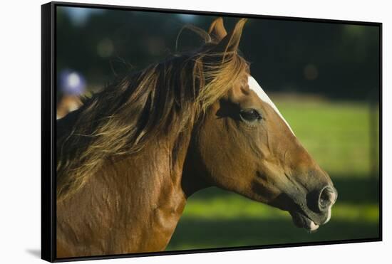 Peruvian Paso Stallion-DLILLC-Framed Stretched Canvas