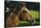 Peruvian Paso Stallion-DLILLC-Framed Stretched Canvas