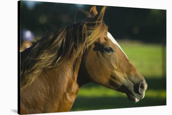 Peruvian Paso Stallion-DLILLC-Stretched Canvas