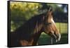 Peruvian Paso Stallion-DLILLC-Framed Stretched Canvas