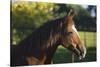 Peruvian Paso Stallion-DLILLC-Stretched Canvas