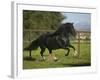 Peruvian Paso Stallion-DLILLC-Framed Photographic Print