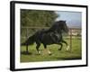 Peruvian Paso Stallion-DLILLC-Framed Photographic Print