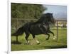 Peruvian Paso Stallion-DLILLC-Framed Photographic Print