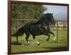 Peruvian Paso Stallion-DLILLC-Framed Photographic Print