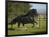 Peruvian Paso Stallion-DLILLC-Framed Photographic Print