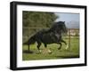 Peruvian Paso Stallion-DLILLC-Framed Photographic Print