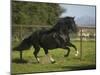 Peruvian Paso Stallion-DLILLC-Mounted Photographic Print