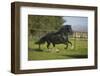 Peruvian Paso Stallion-DLILLC-Framed Photographic Print