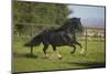 Peruvian Paso Stallion-DLILLC-Mounted Photographic Print