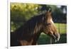 Peruvian Paso Stallion-DLILLC-Framed Photographic Print