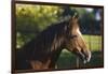 Peruvian Paso Stallion-DLILLC-Framed Photographic Print