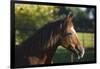 Peruvian Paso Stallion-DLILLC-Framed Photographic Print