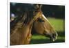 Peruvian Paso Stallion-DLILLC-Framed Photographic Print