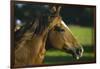 Peruvian Paso Stallion-DLILLC-Framed Photographic Print