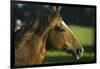 Peruvian Paso Stallion-DLILLC-Framed Photographic Print