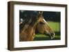 Peruvian Paso Stallion-DLILLC-Framed Photographic Print