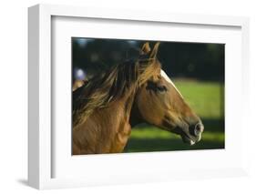 Peruvian Paso Stallion-DLILLC-Framed Photographic Print