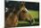 Peruvian Paso Stallion-DLILLC-Mounted Photographic Print