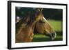 Peruvian Paso Stallion-DLILLC-Framed Photographic Print